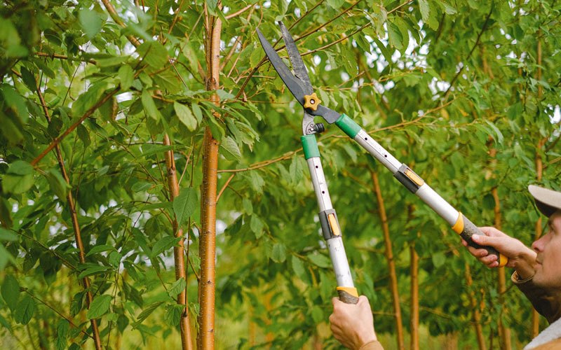Tree trimming in Soddy Daisy, TN